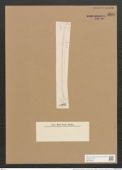 Nitzschia linearis var. subsigmoidea V. H. (de-Toni-Nr.: Genus 47, Species 2111) Zeichnungen Sammlung Grunow Nr. 4221 (NHMW-BOT-W0372162)